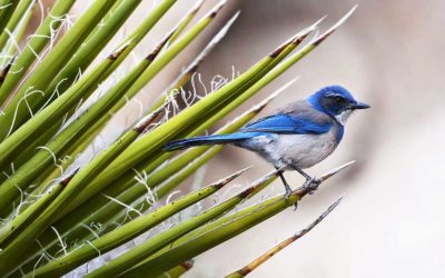 What Is It Like To Be A Human Wondering What It’s Like Being a Nonhuman?