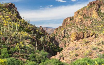 This Astonishing Sonoran Desert