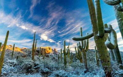 Thoughts From My Journal – The Sonoran Desert