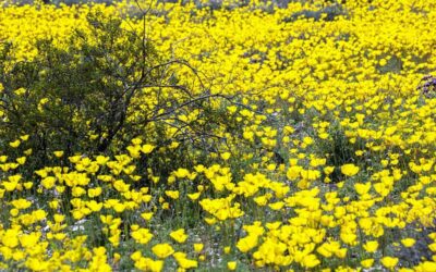 Thoughts From My Journal – Mojave Poppy Bloom