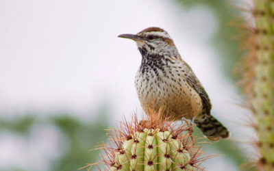 Thoughts From My Journal – The Cactus Wren