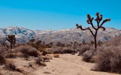 Thoughts From My Journal – Joshua Tree