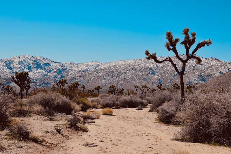 Thoughts From My Journal – Joshua Tree