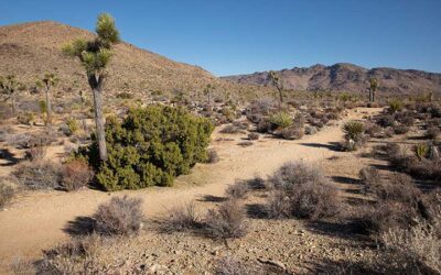 Thoughts From My Journal – Trails