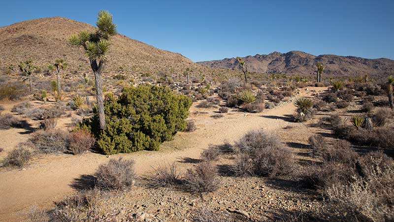Photo of trails in Joshua Tree National Preserve