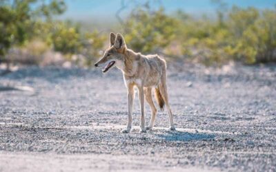 Thoughts From My Journal – Coyote Ululation