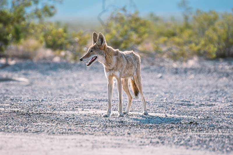 coyote photo