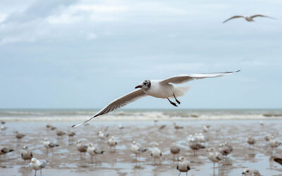 Gull Colony
