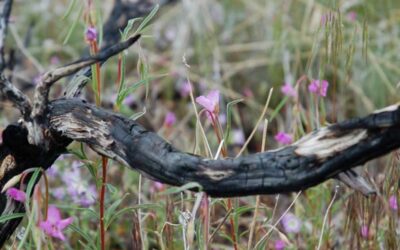 After the Fire – Lava Beds National Monument