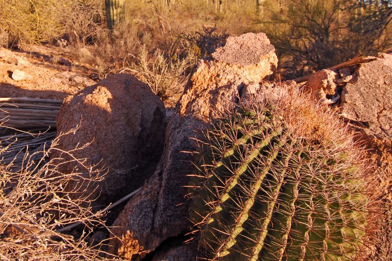 Thoughts From My Journal – Sonoran Desert 2